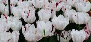 Photo Tulip fields