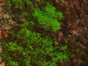 Photo Ecological Footprint