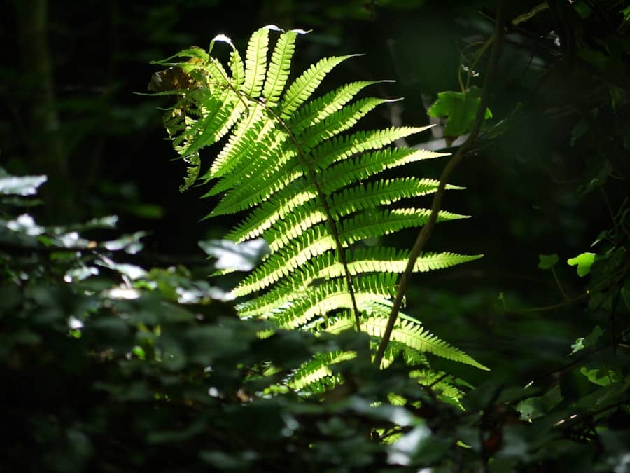 Photo Ecological Footprint